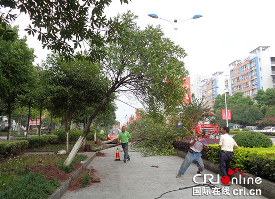 已过审【园区开发 列表】双桥经开区移栽密集植物 让城市廊道更精致