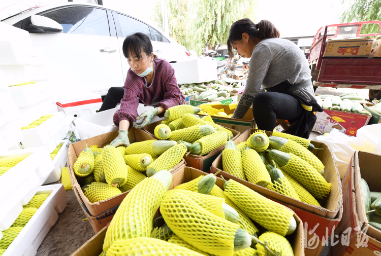 河北新乐：大棚甜瓜“甜”农家