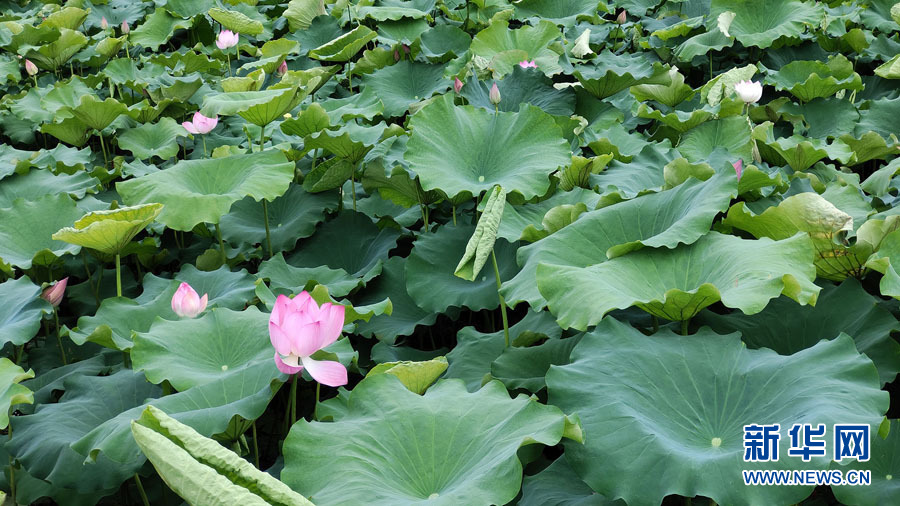 南宁：夏雨打荷花更艳