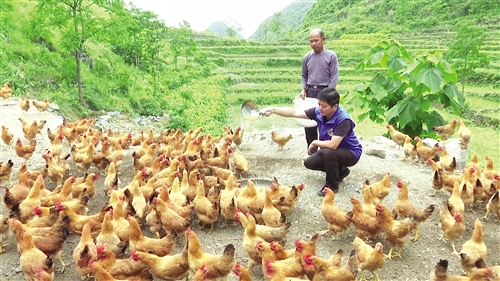 因地制宜特色种植 激活产业发展动力