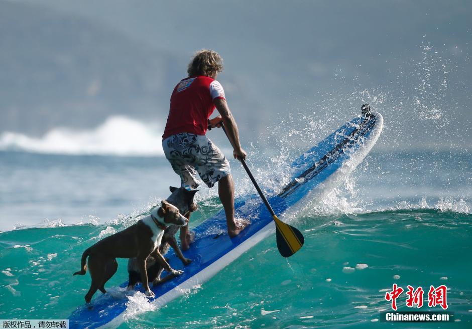 前冲浪冠军变训犬师 与狗狗出海冲浪