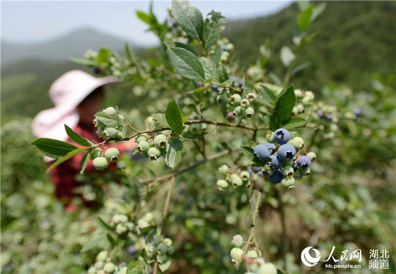 湖北保康：蓝莓成熟上市 助农民增收