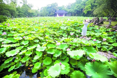 莫愁可采莲 莲叶何田田