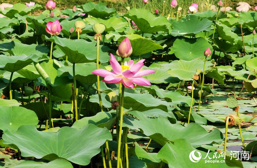 绿城郑州：映日荷花别样红