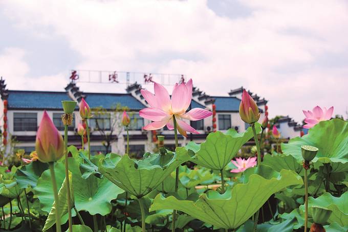 江苏省首届荷花节暨浦口区第三届莲文化节即将开幕