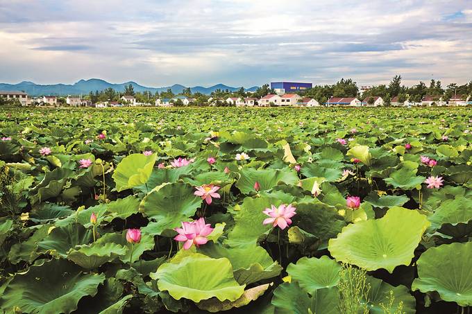 江苏省首届荷花节暨浦口区第三届莲文化节即将开幕_fororder_1