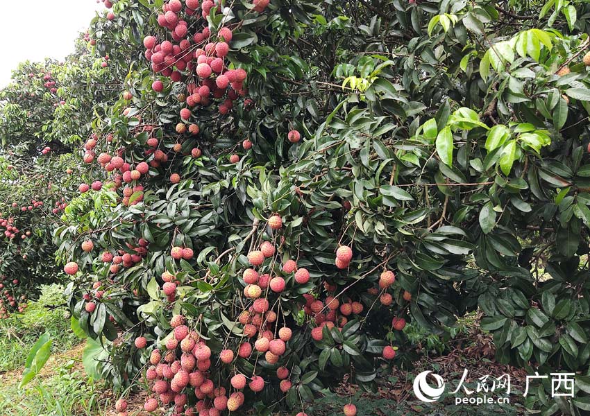 广西贵港：荔枝香飘四方 乡村振兴有奔头