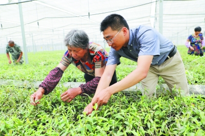 石斛助力村民增收致富