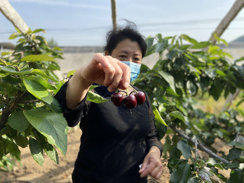 OK【河南供稿】灵宝市尹庄镇：“小樱桃”激活乡村振兴“大产业”