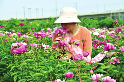 【旅游资讯-图片】商丘梦蝶庄园芍药花开醉游人