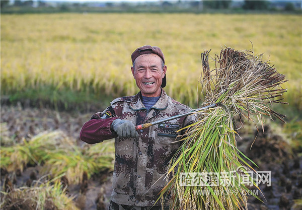 夯实粮食安全之基 冰城筑牢“压舱石”