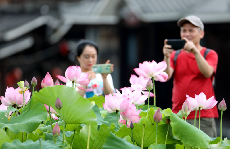 广西三江：荷花绽放引客来