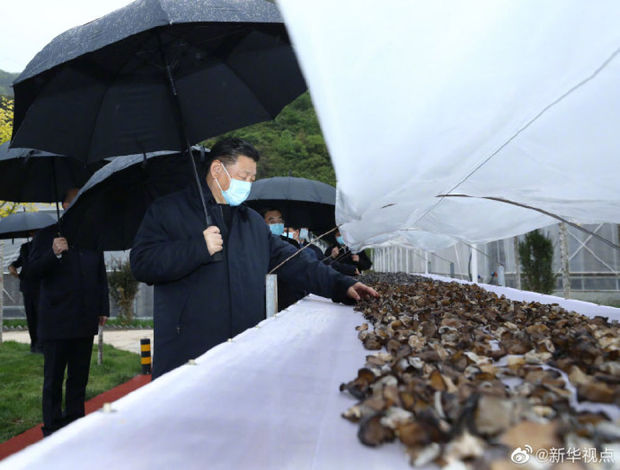 习近平在陕西考察秦岭生态保护情况