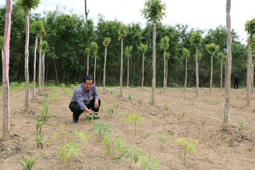 【河南供稿】河南鲁山县七旬“土专家”老当益壮 带富乡邻