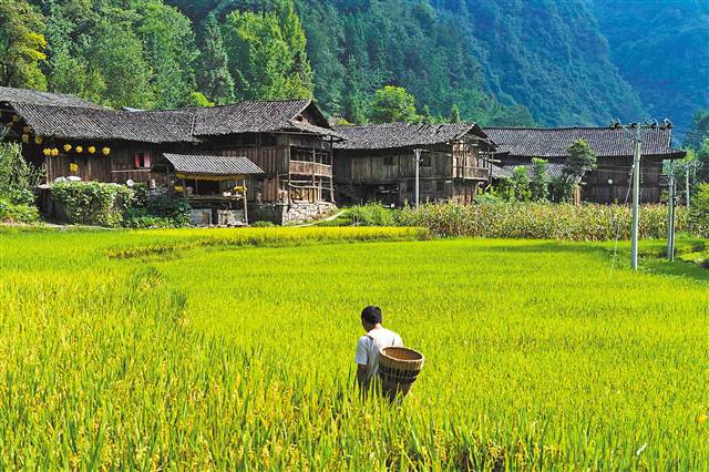 【行游巴渝 标题摘要】石柱土家吊脚楼将成旅游景点