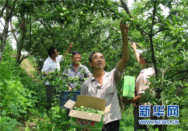 贵州沿河沙子空心李进入采摘季