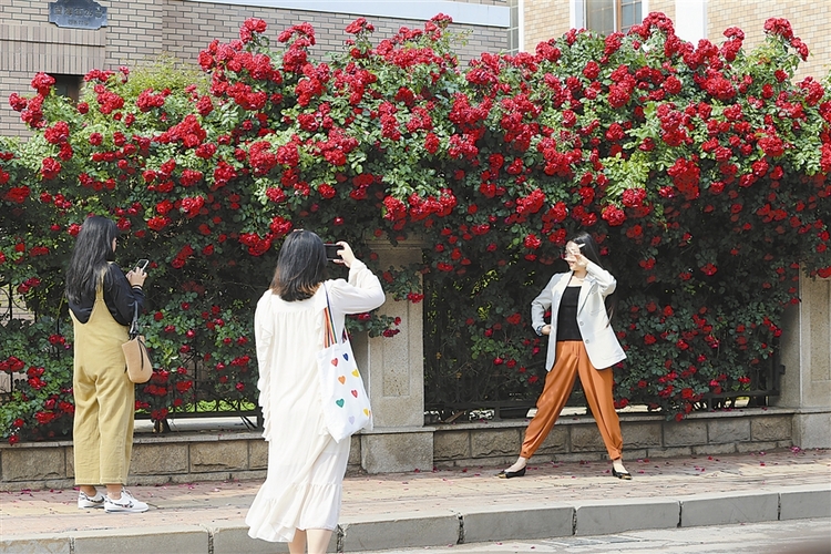 缤纷花路扮美大连