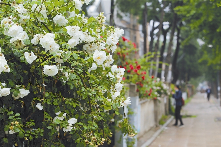 缤纷花路扮美大连