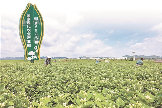 广西横县： 茉莉花都红潮涌 立市立行开新局