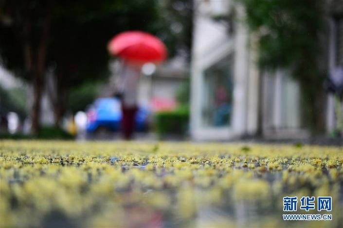 桂花雨韵