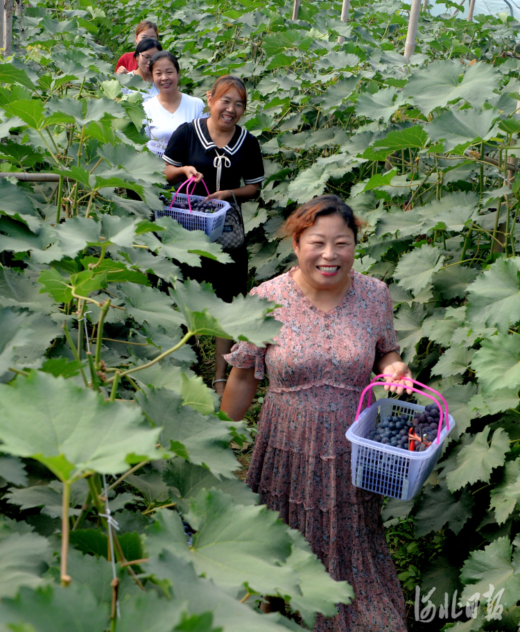 河北隆尧：支部引领助力乡村振兴