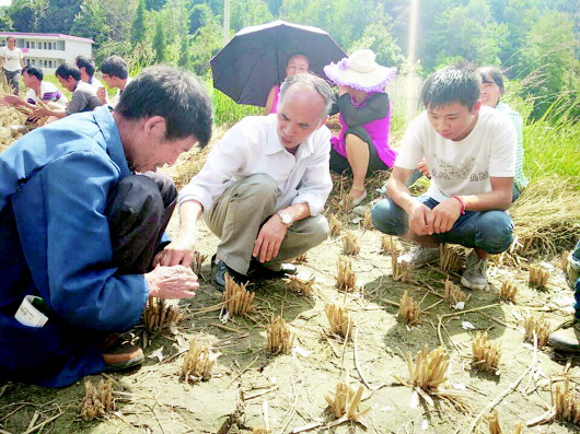 “科技顾问”田间地头助力秋季攻势