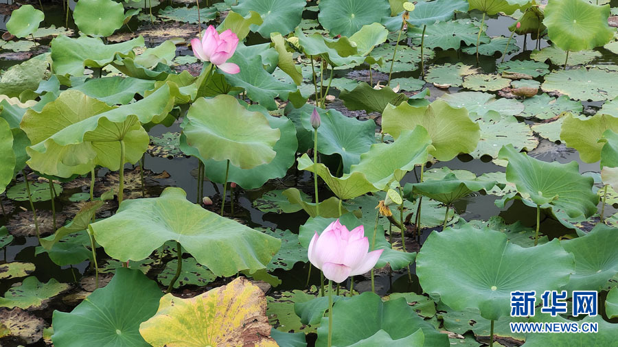 南宁：夏雨打荷花更艳