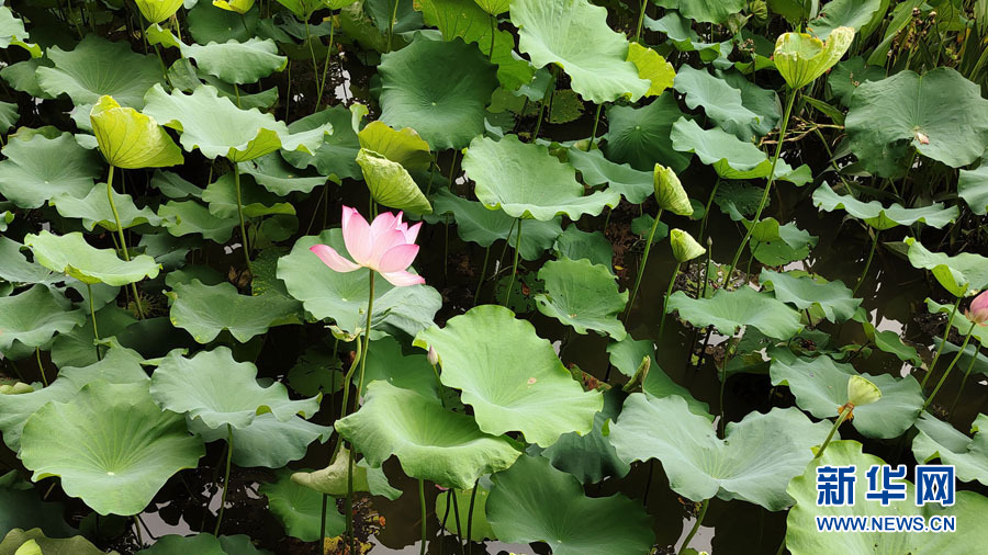 南宁：夏雨打荷花更艳