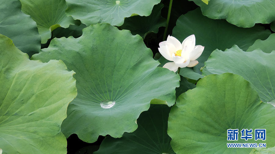 南宁：夏雨打荷花更艳