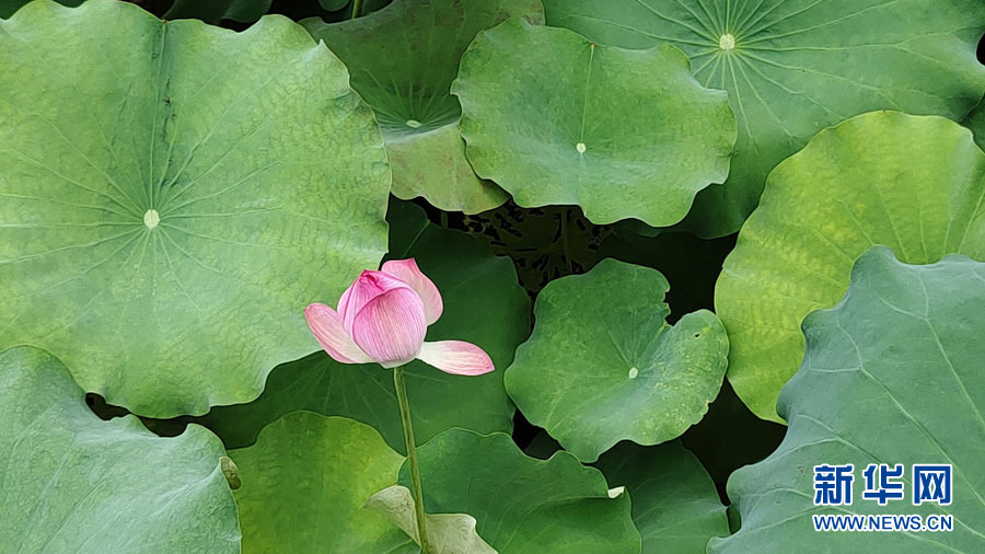 南宁：夏雨打荷花更艳