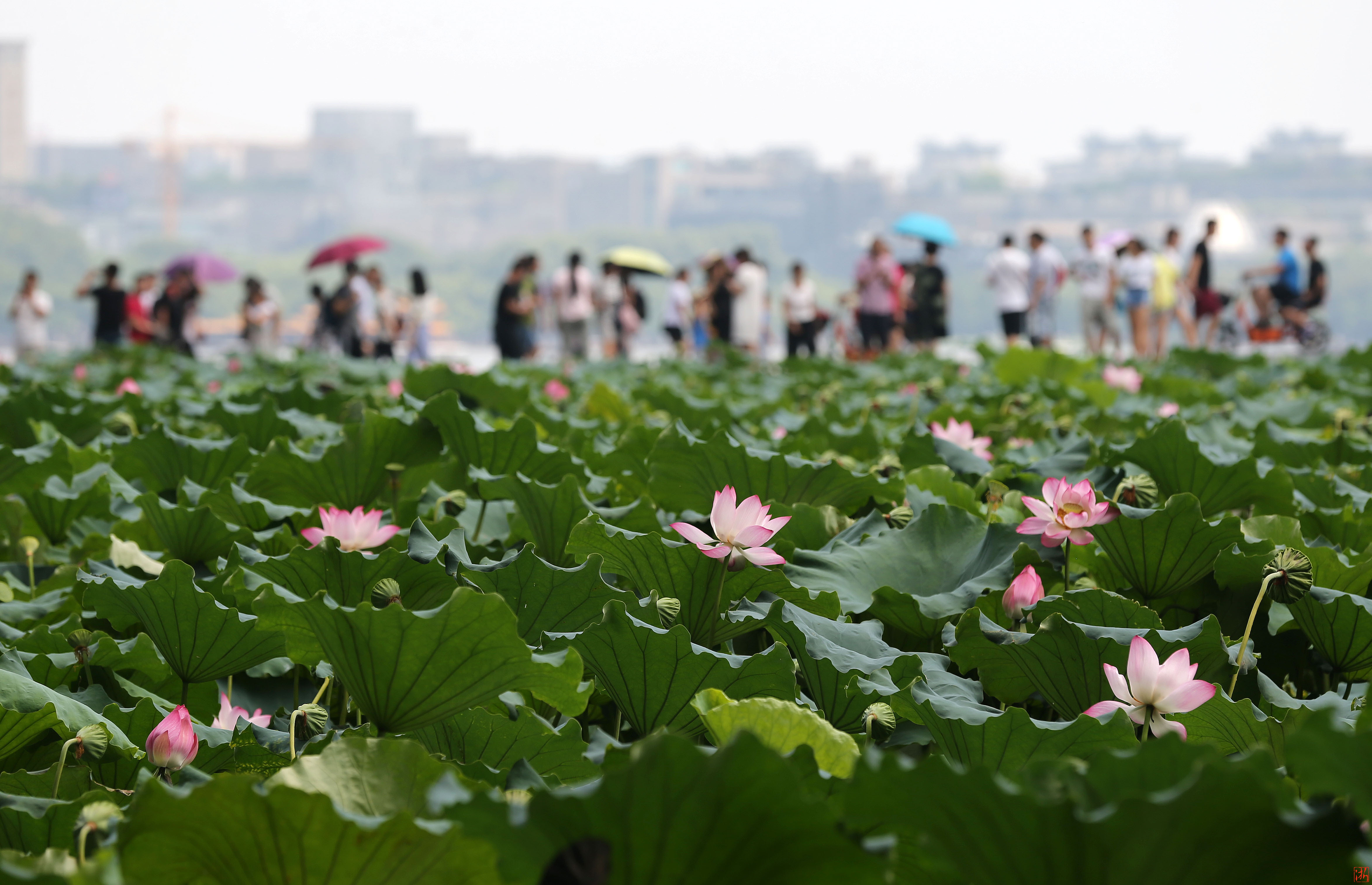 金秋杭州 邂逅西湖傲然绽放的“秋荷“