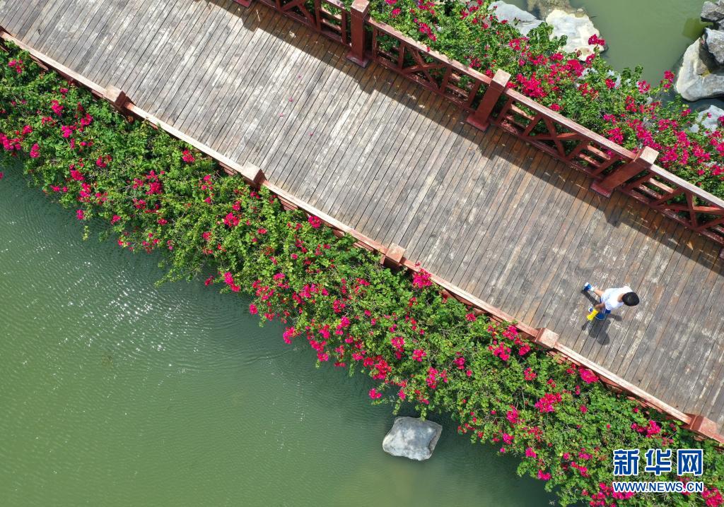 盛夏的南宁市那考河湿地公园