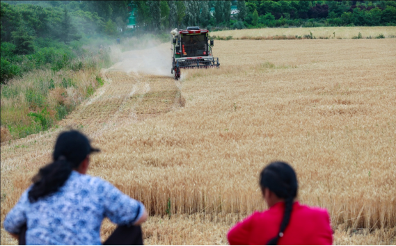 千阳夏收 粮食安全与美丽乡村同步