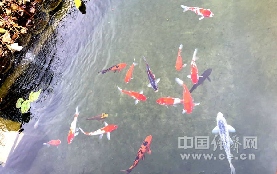 雨中游北京前门三里河 观水穿街巷美景