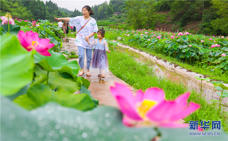 【城市远洋带图】重庆垫江：葱茏夏日长 满园荷花香