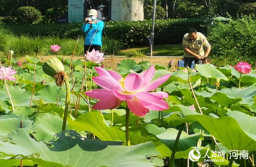 绿城郑州：映日荷花别样红