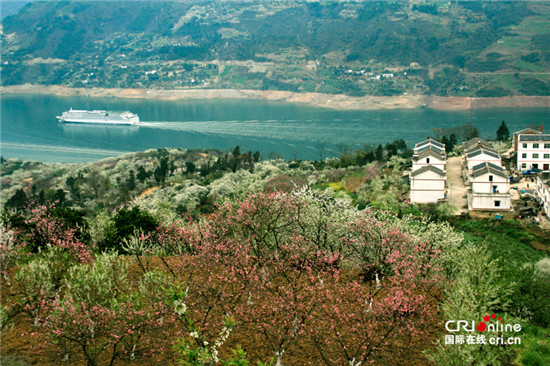 已过审【行游巴渝+摘要】巫山：长江旅游黄金地段“花果长廊”好观美景