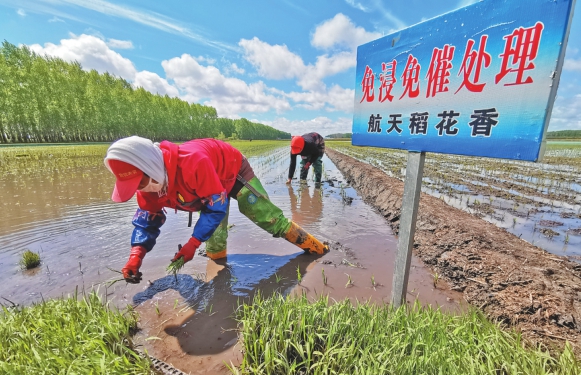 “航天果蔬”两年试种获成功