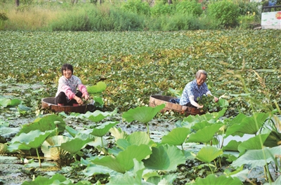 （头条）淮安金湖吕良镇水利先行 激活乡村振兴一池春水