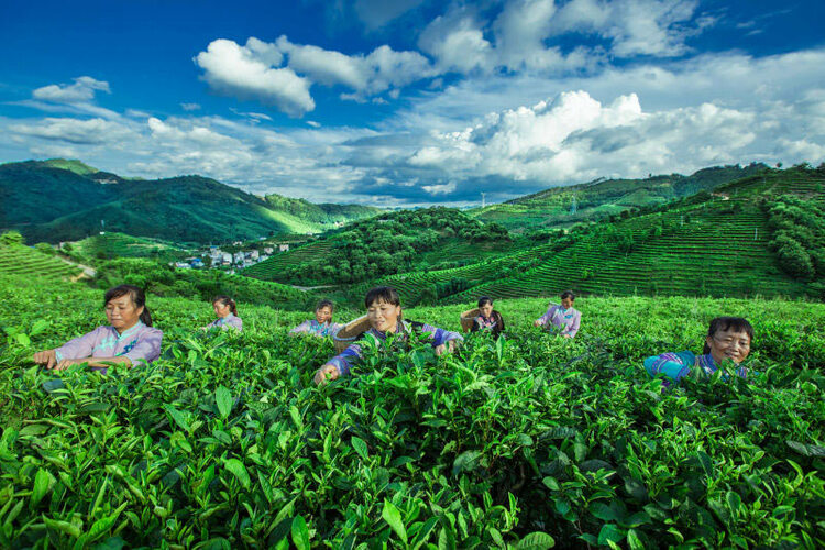 广西西林：一片茶叶致富千万家