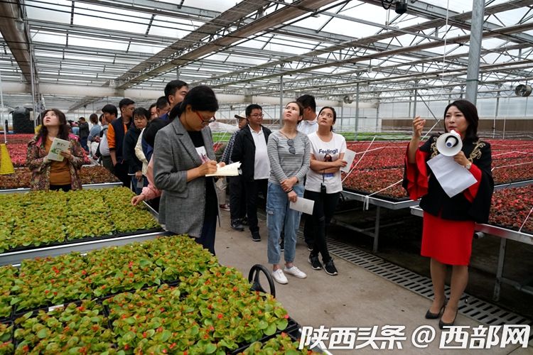 秦汉鲜花港打造国际花卉生产交易中心 助力陕西花卉产业发展