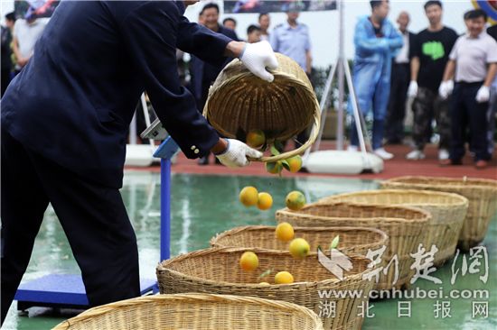 秭归夏橙熟了 开园当天成交订单1400万元