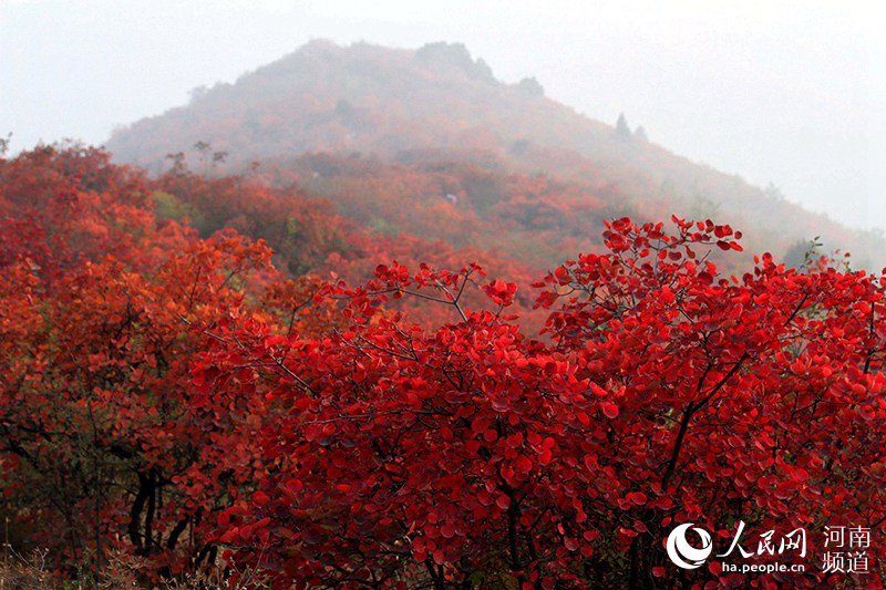 【轮播图】云海红叶颜值爆表 云台山绘就经典国画