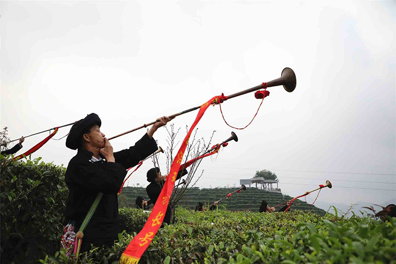 广西凌云：小茶叶大作为