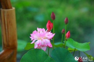 江苏南京：浮香绕棠邑 荷花映池杉