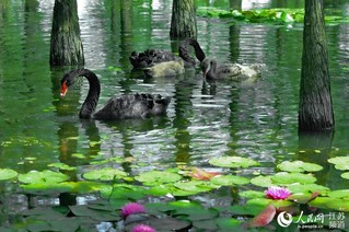 江苏南京：浮香绕棠邑 荷花映池杉