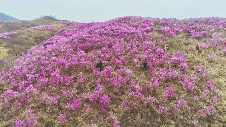 免费畅游 辽宁岫岩第三届千亩映山红旅游节开幕