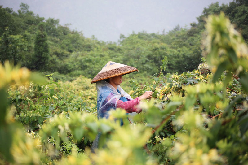 广西资源：金银花飘香 村民采摘忙