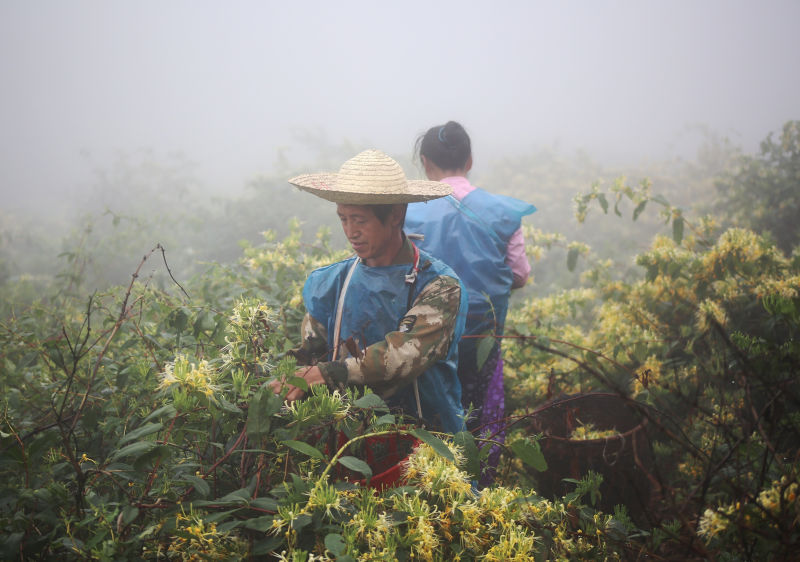 广西资源：金银花飘香 村民采摘忙