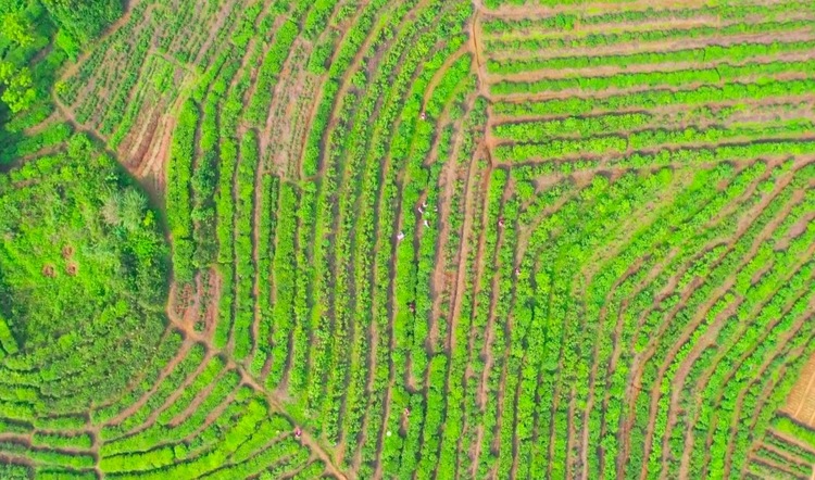 【广西原创】玉林兴业县：老茶树换新“钱”景